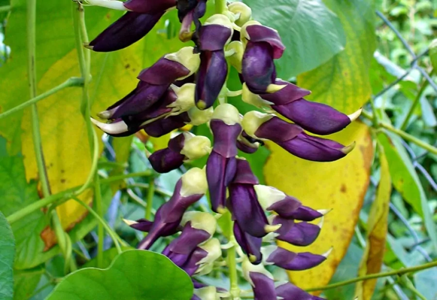 Mucuna Pruriens : conheça os principais benefícios deste fitoterápico